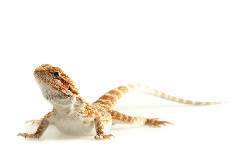 美丽的宠物蜥蜴