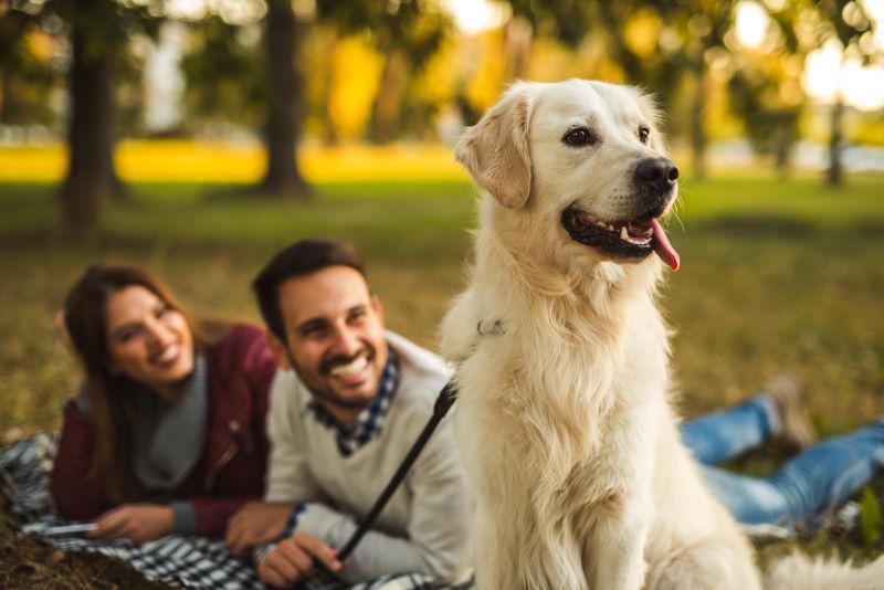 情侣躺在公园草地上和狗玩耍