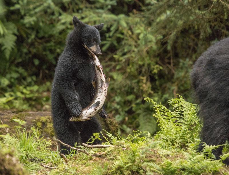 黑熊的嘴里叼着一只大鱼
