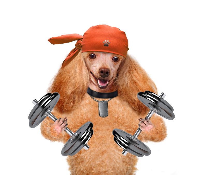 白色背景前双手拿着哑铃的狗概念