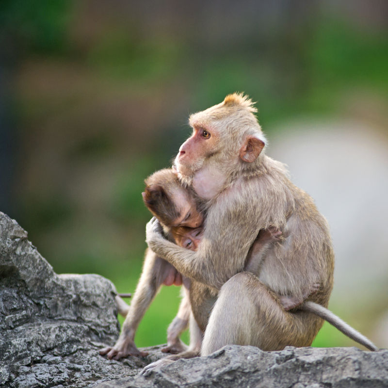 猴子妈妈抱着小猴子