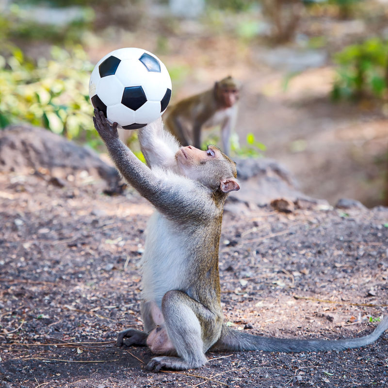 猴子打拿着足球