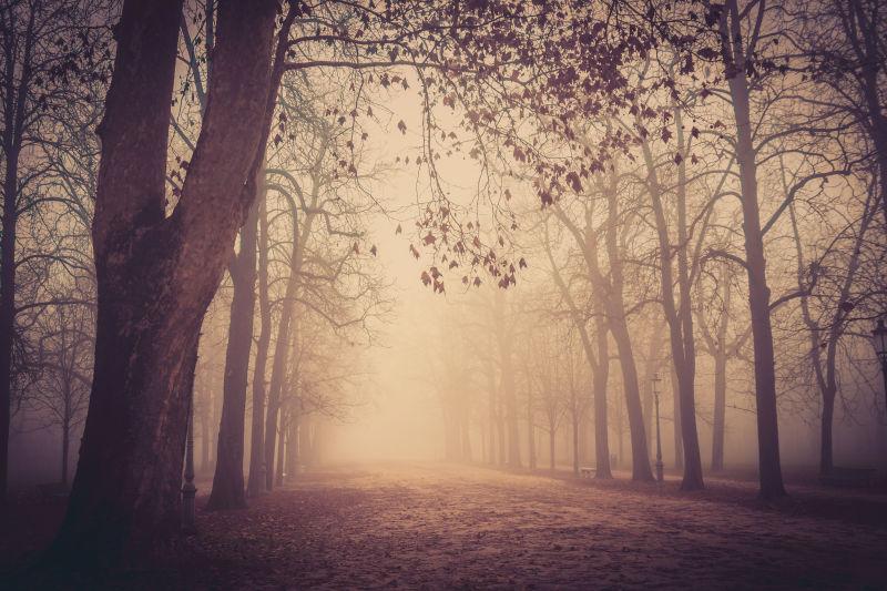 朦胧的森林景色