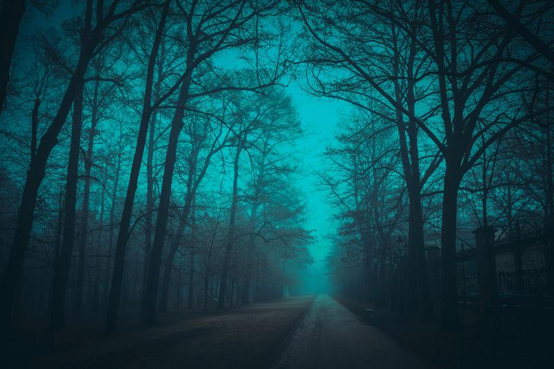 神秘的森林图片 夜色下弥漫着雾气的神秘森林素材 高清图片 摄影照片 寻图免费打包下载