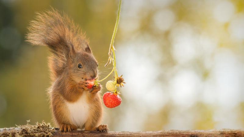 小松鼠正在吃草莓