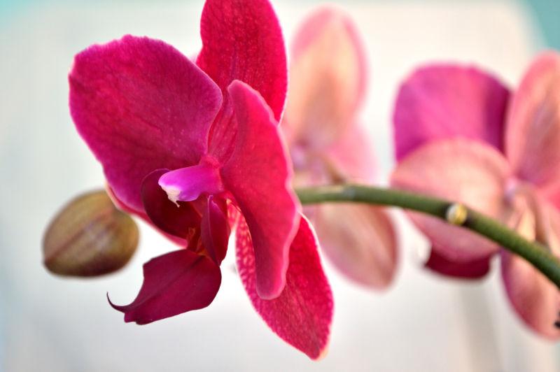 迷糊背景前鲜艳的花