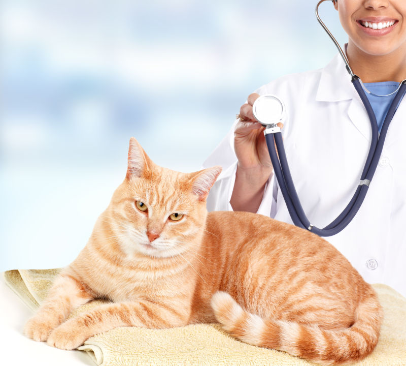 兽医与宠物图片 医生与猫素材 高清图片 摄影照片 寻图免费打包下载