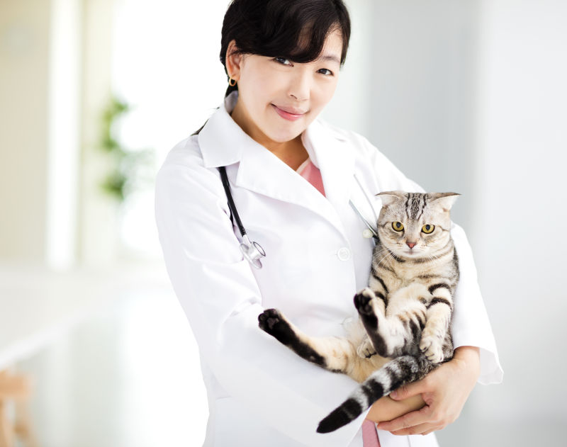 兽医与猫