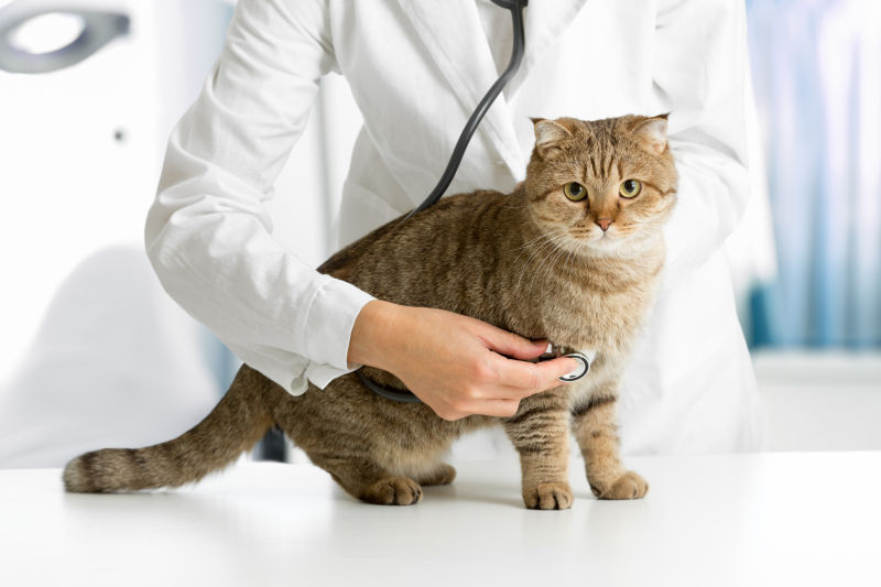 在检查猫的兽医