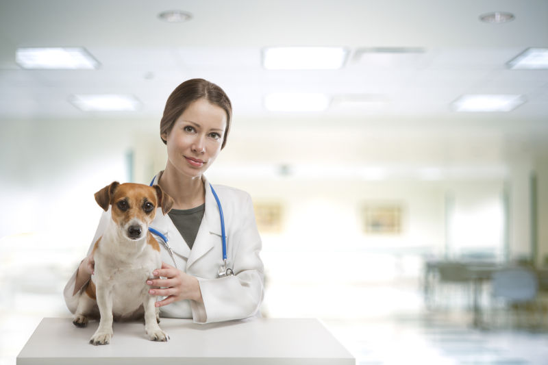 犬兽医