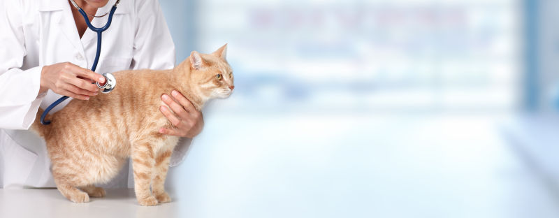 猫咪与兽医