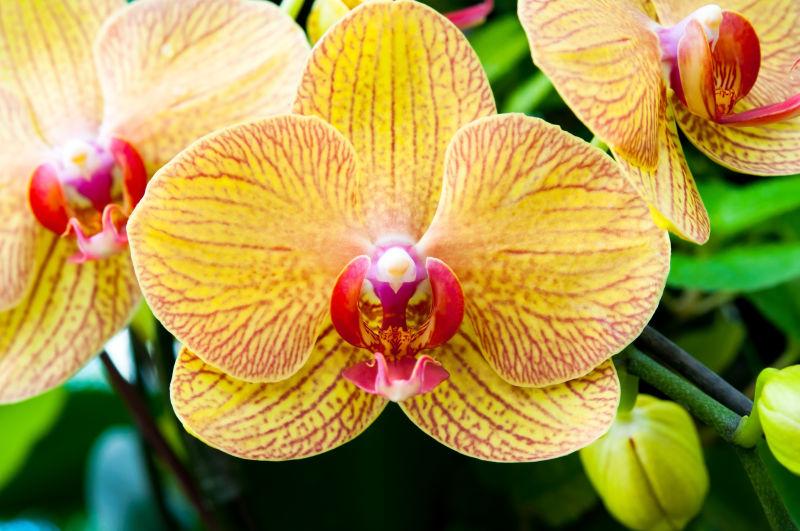 树木上盛开的美丽蝴蝶兰