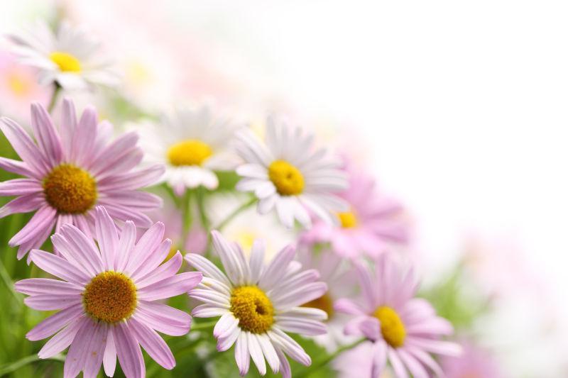 田野里的雏菊花特写