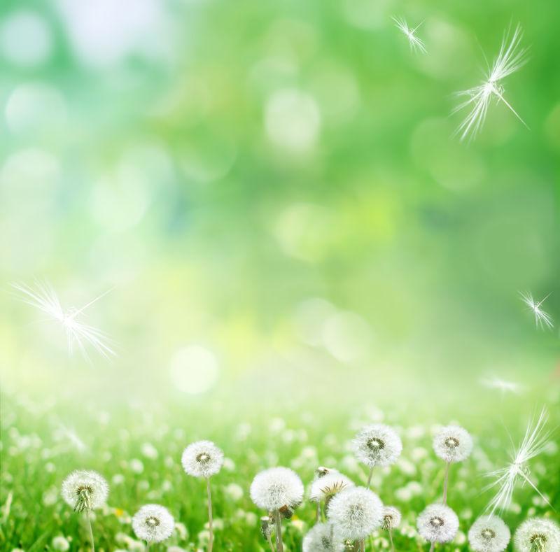 春季蒲公英