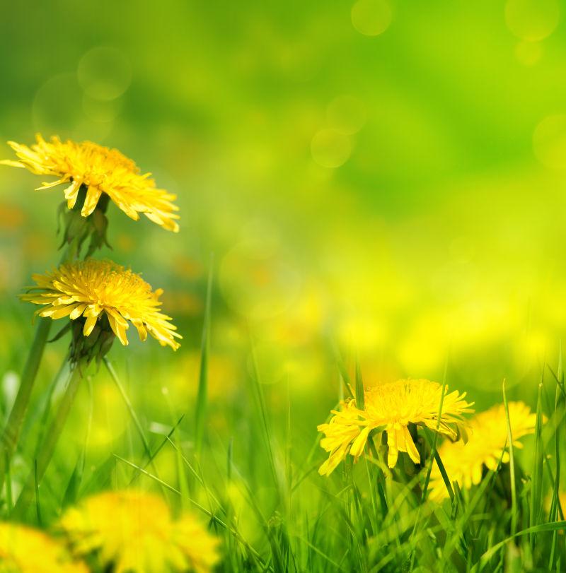 美丽的春花背景