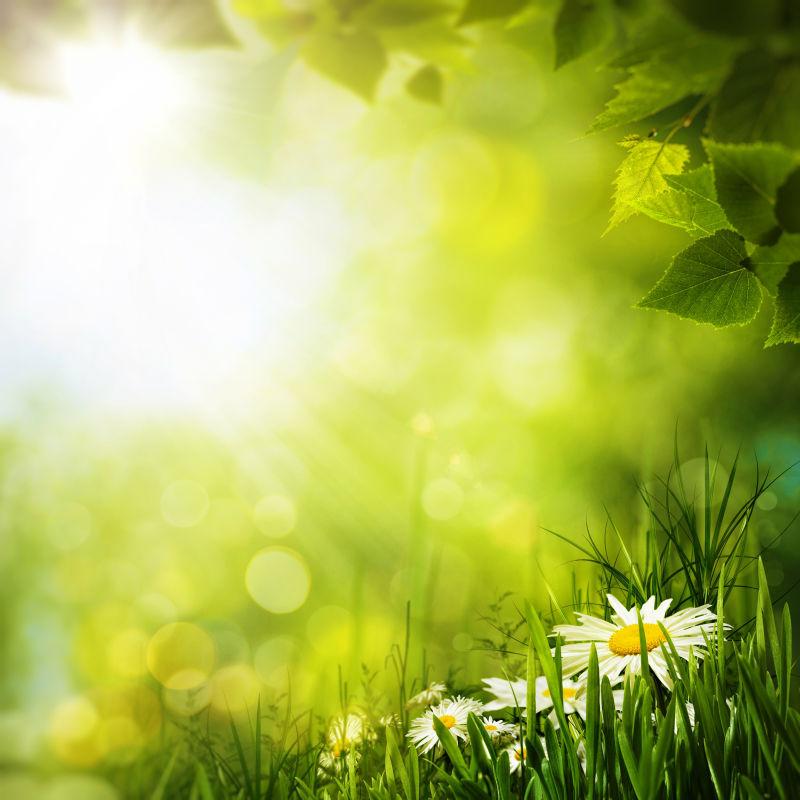 草地上的雏菊花