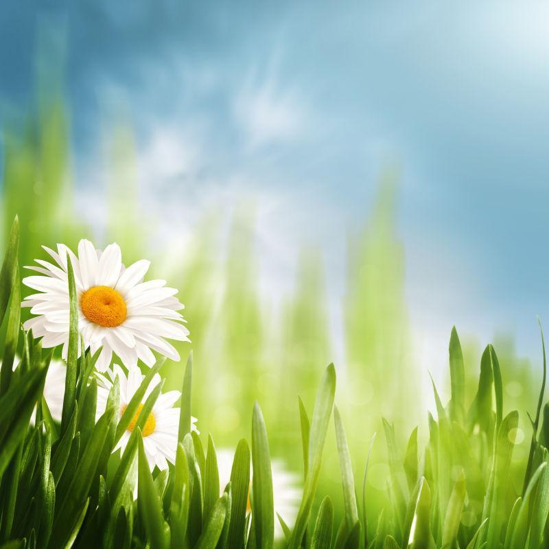 草地上的雏菊花背景