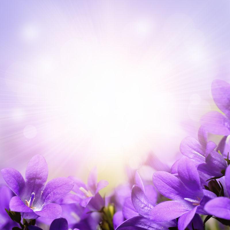 紫丁香边界背景