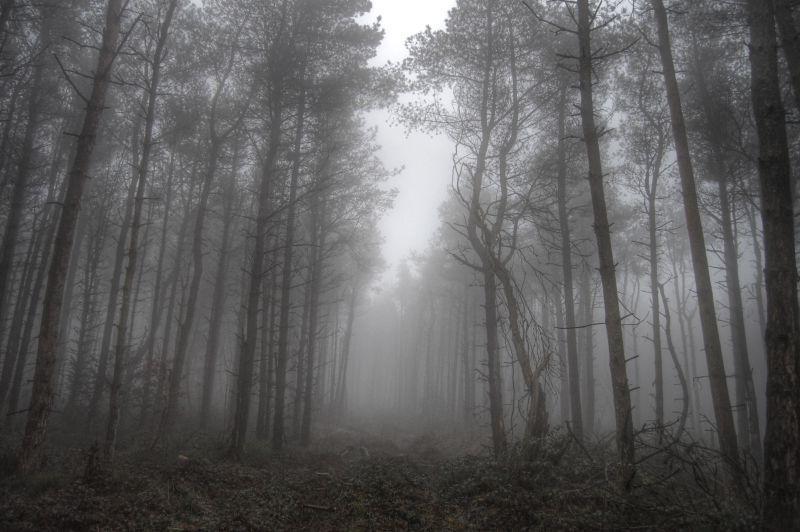 克洛格森林迷雾图片