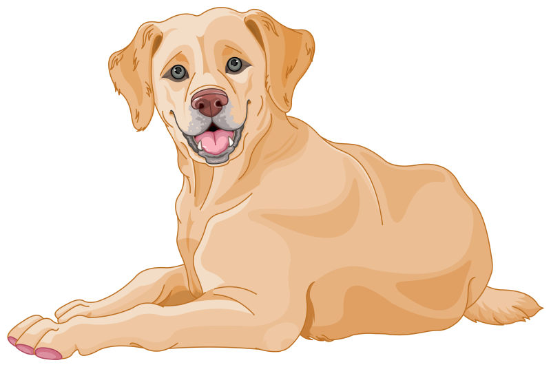 可爱拉布拉多犬矢量插画