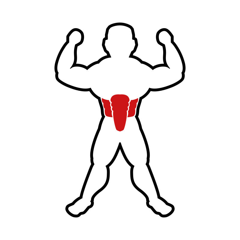 人体腹部肌肉矢量设计