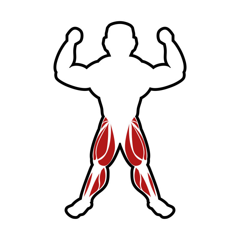 人体腿部肌肉分布矢量插画