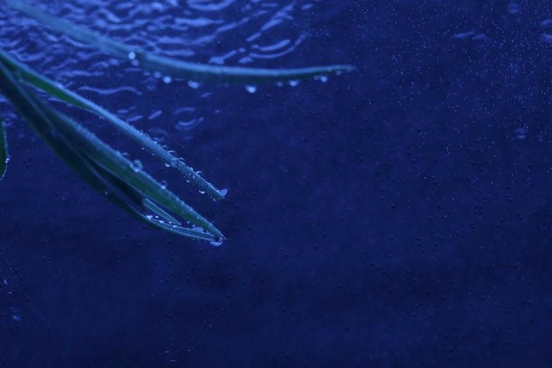 雨天蓝色湖面上小草上的水珠