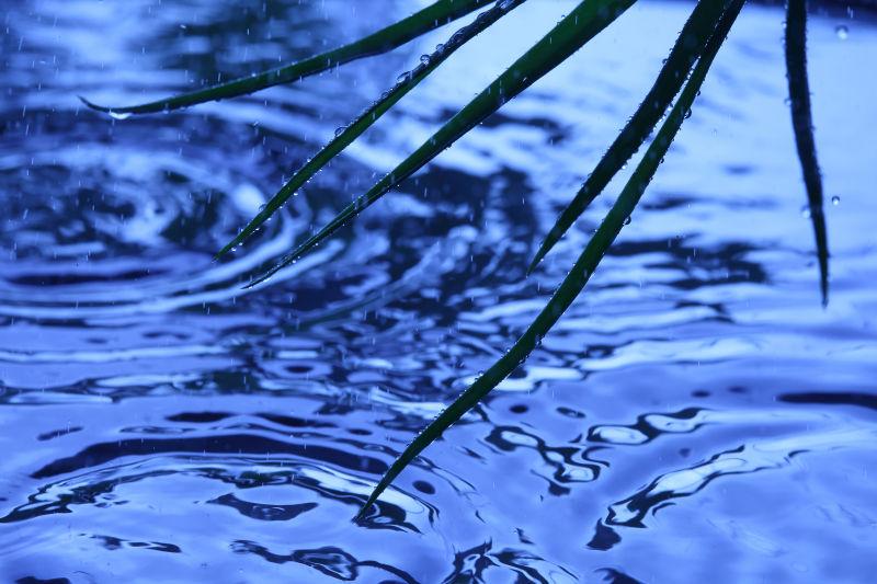 下雨天水面上带着露珠的小草