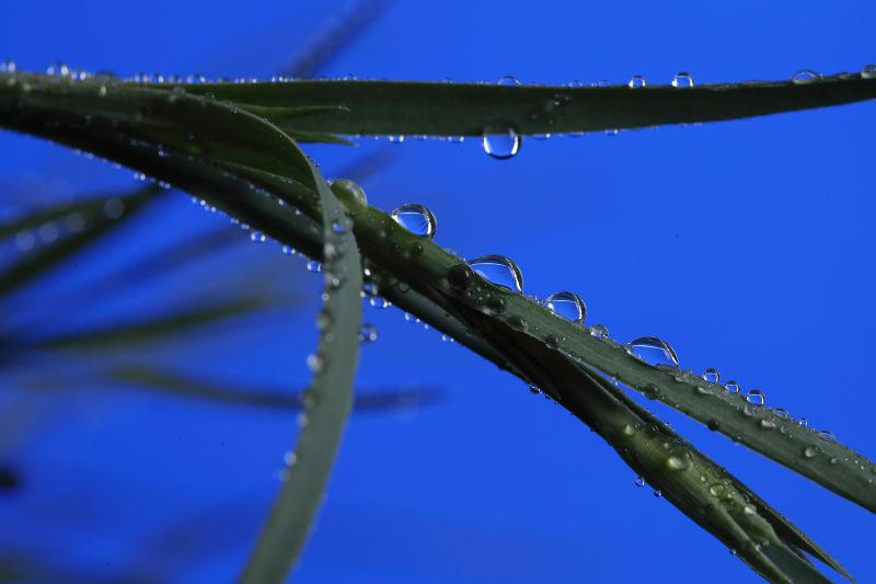 小草带着雨露的图片图片