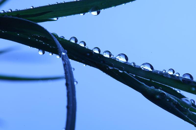 平静的水面背景下雨天小草上的小水珠