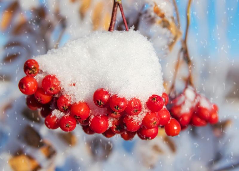 冬天白雪覆盖的红色浆果