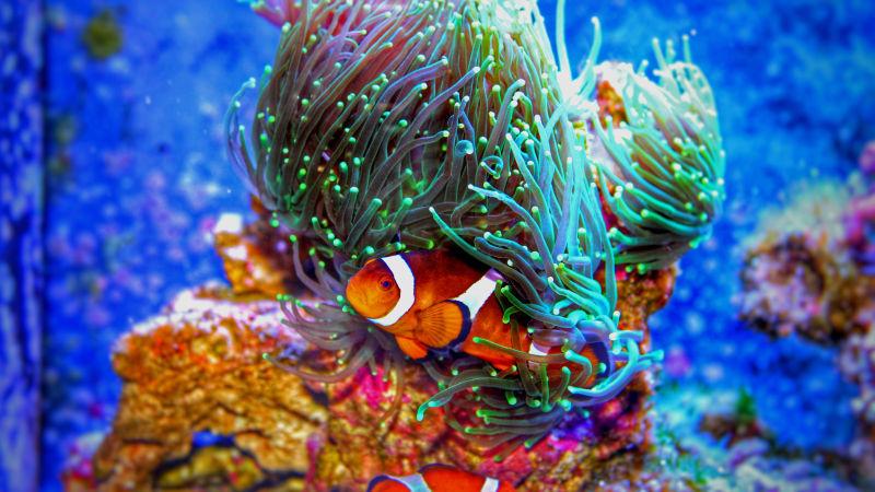 海洋水族馆的小鱼