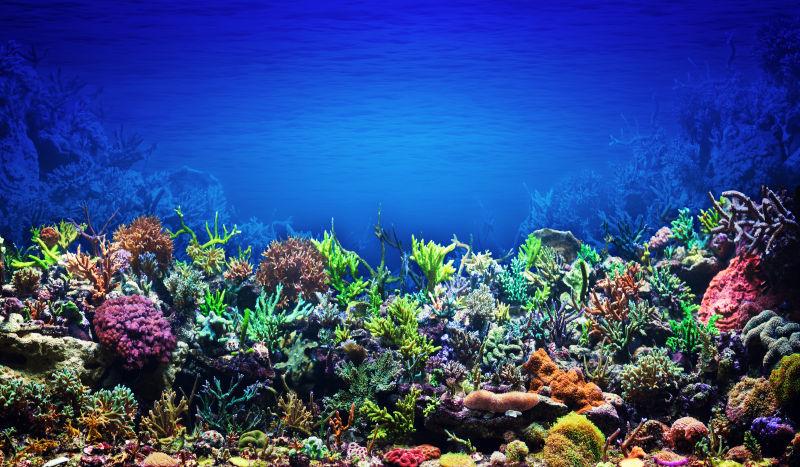 美丽的珊瑚礁图片 蓝色深海底下的美丽的珊瑚礁素材 高清图片 摄影照片 寻图免费打包下载
