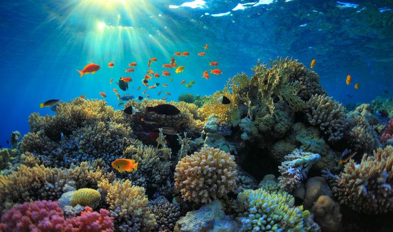 珊瑚礁和热带鱼图片-美丽的彩色珊瑚礁和热带鱼素材-高清图片-摄影照片-寻图免费打包下载