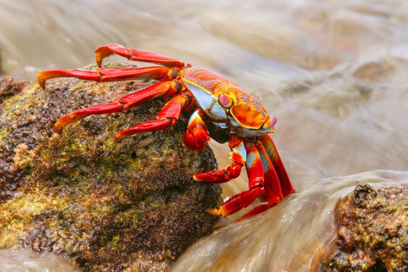 岩石上爬行的红色螃蟹