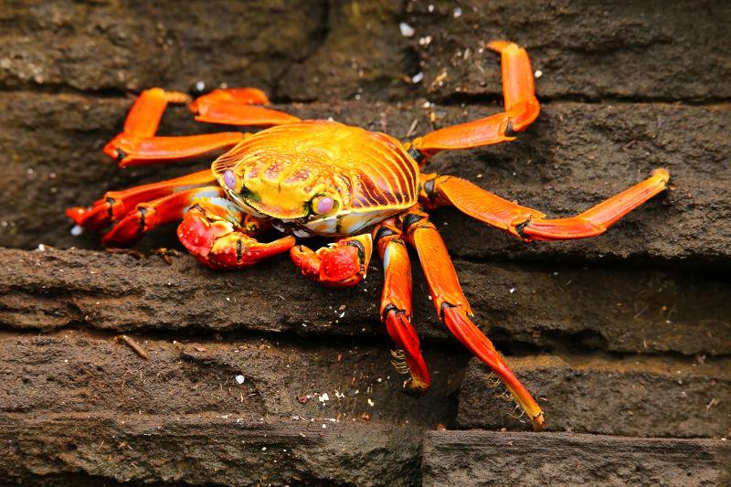 在岩石上觅食的红色螃蟹