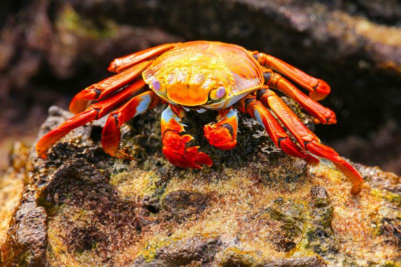 在岩石上觅食的红色螃蟹