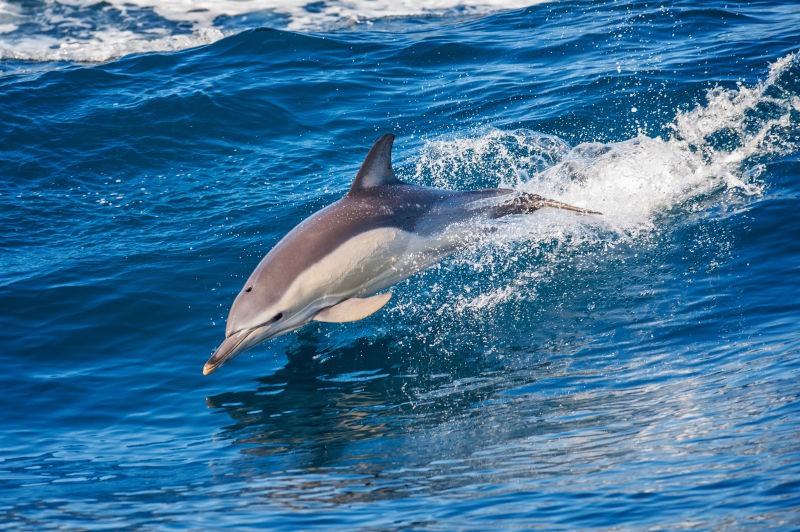 大海里的可爱海豚
