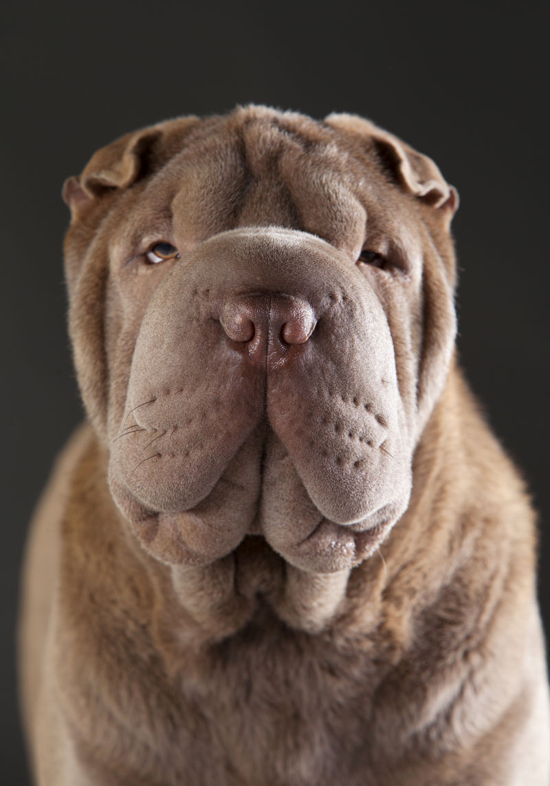 忧伤的沙皮小狗