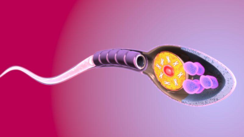 精子的创意结构图