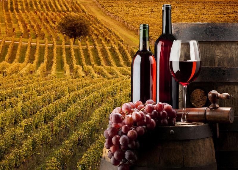 葡萄园葡萄酒和葡萄