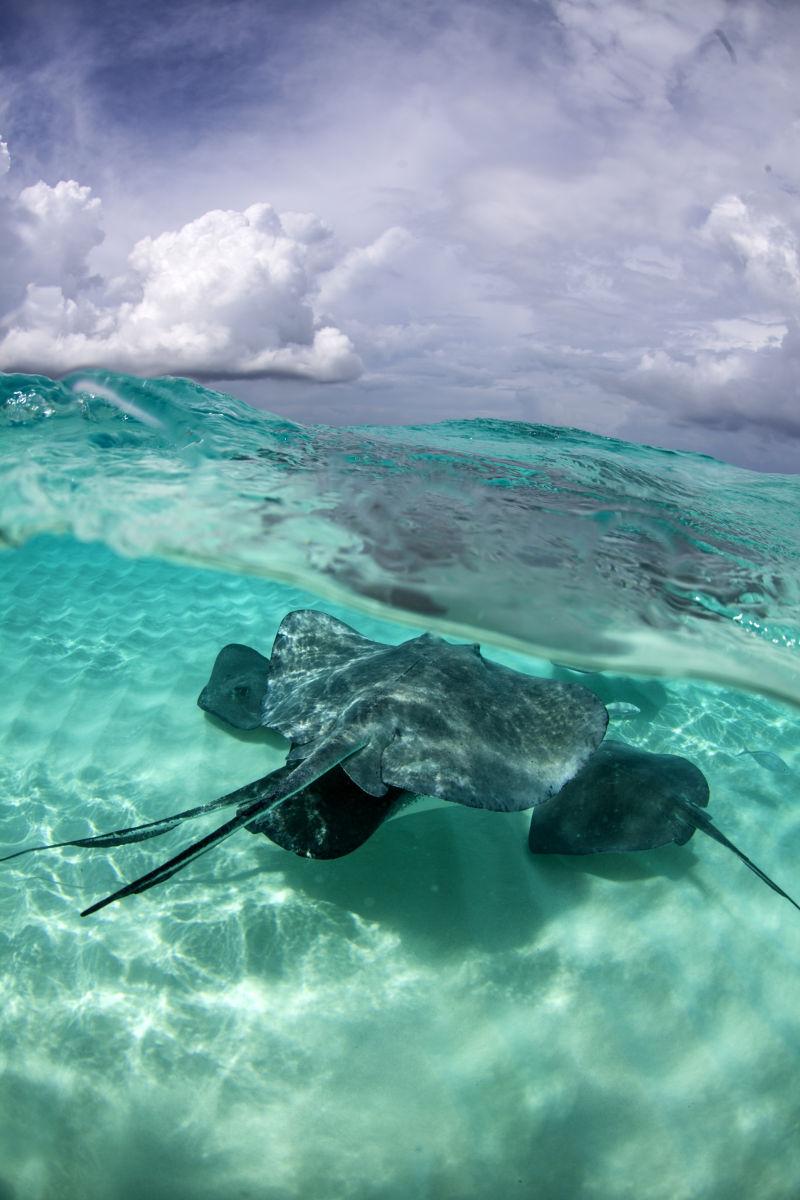 在海里游动的蝠鲼