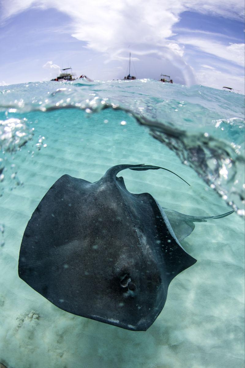 蔚蓝色海里的蝠鲼