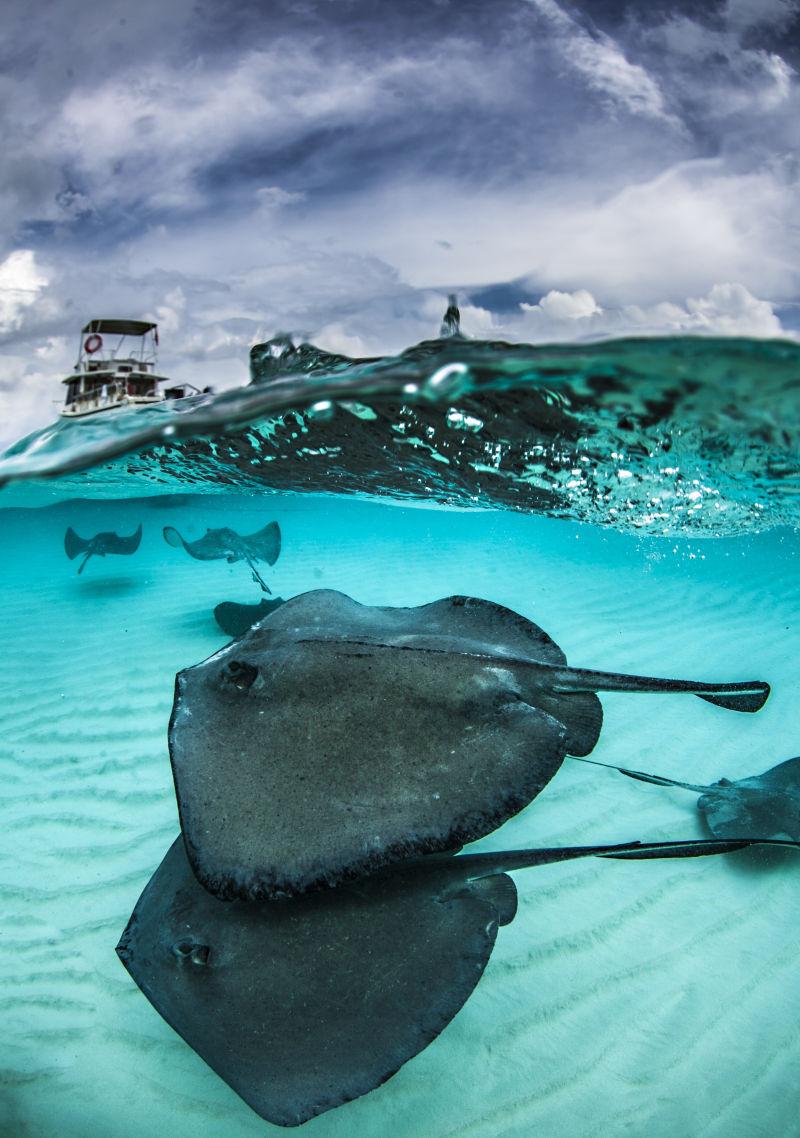 开曼群岛里游动的蝠鲼