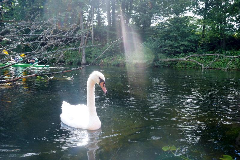 夏天池塘里的白天鹅