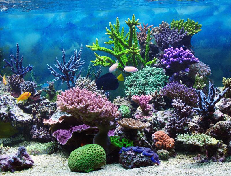 美丽的海底世界的鱼群和珊瑚
