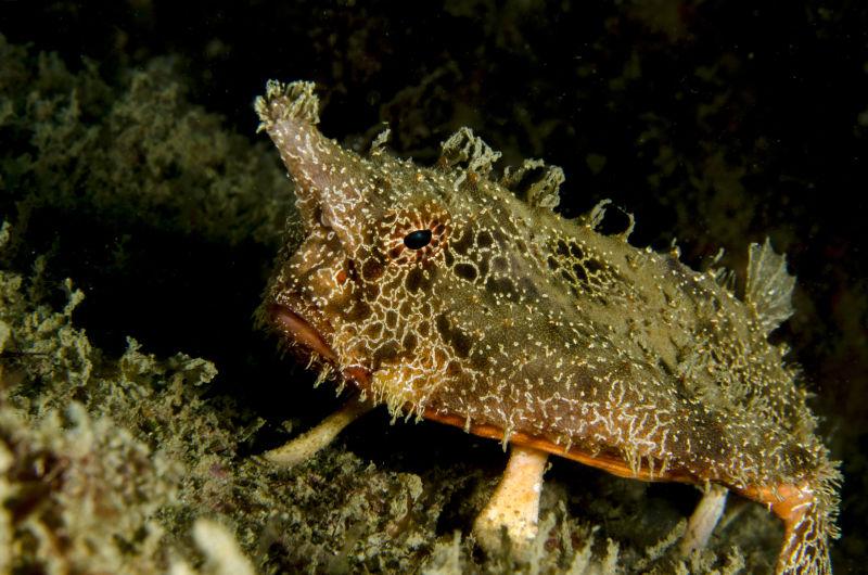 神奇美丽的海底生物