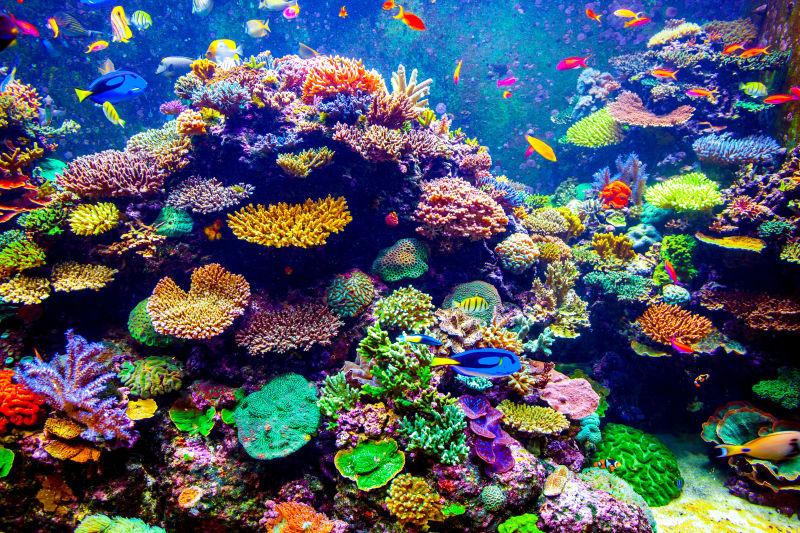 珊瑚图片-黑色背景下漂亮的珊瑚素材-高清图片-摄影照片-寻图免费打包下载