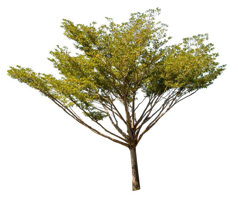 孤立白背景下的一颗绿色树