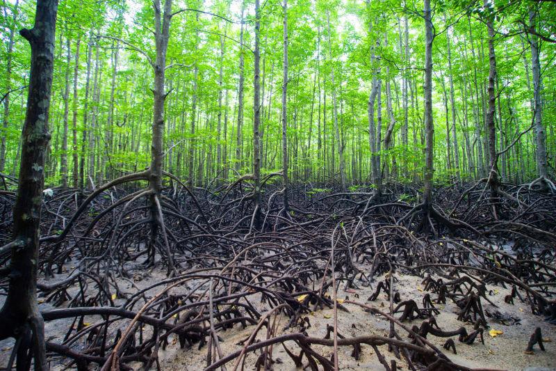 美丽的热带红树林风景